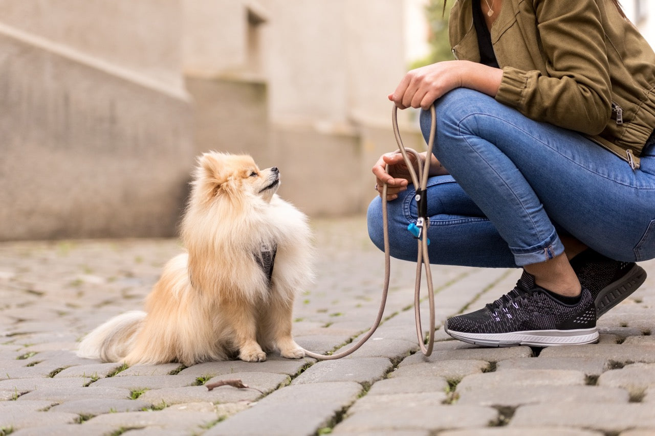 Curli Stretch Comfort Dog Leash