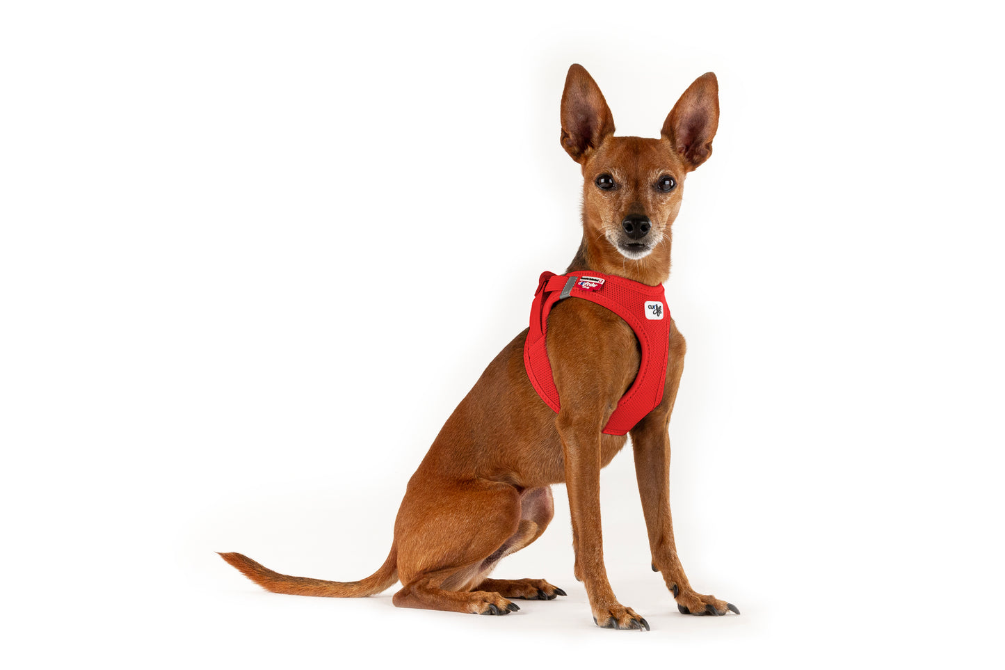 Curli Vest Dog Harness Clasp Air-Mesh