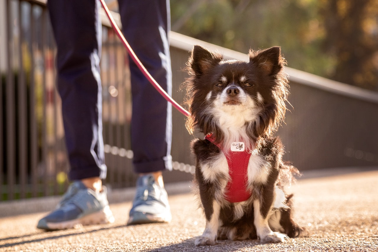 Curli Vest Dog Harness Clasp Air-Mesh
