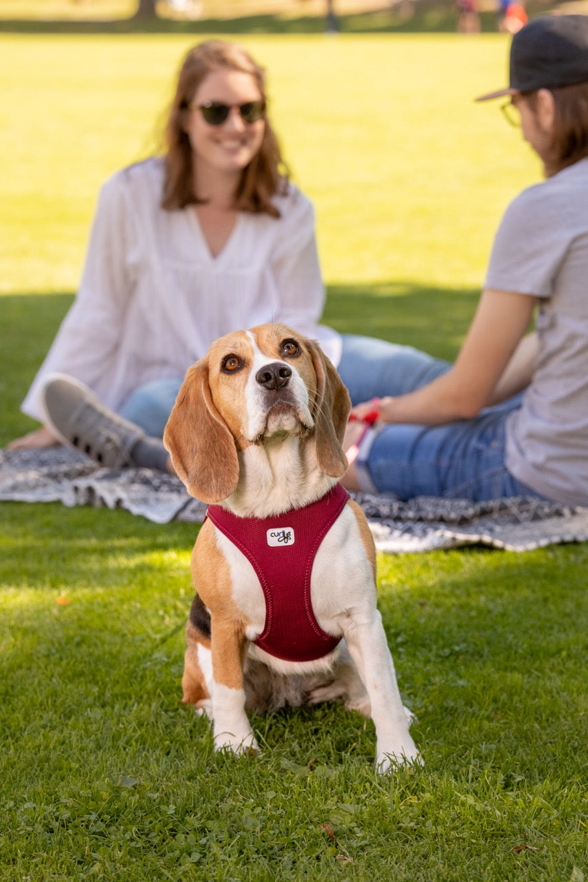 Curli Vest Dog Harness Clasp Air-Mesh