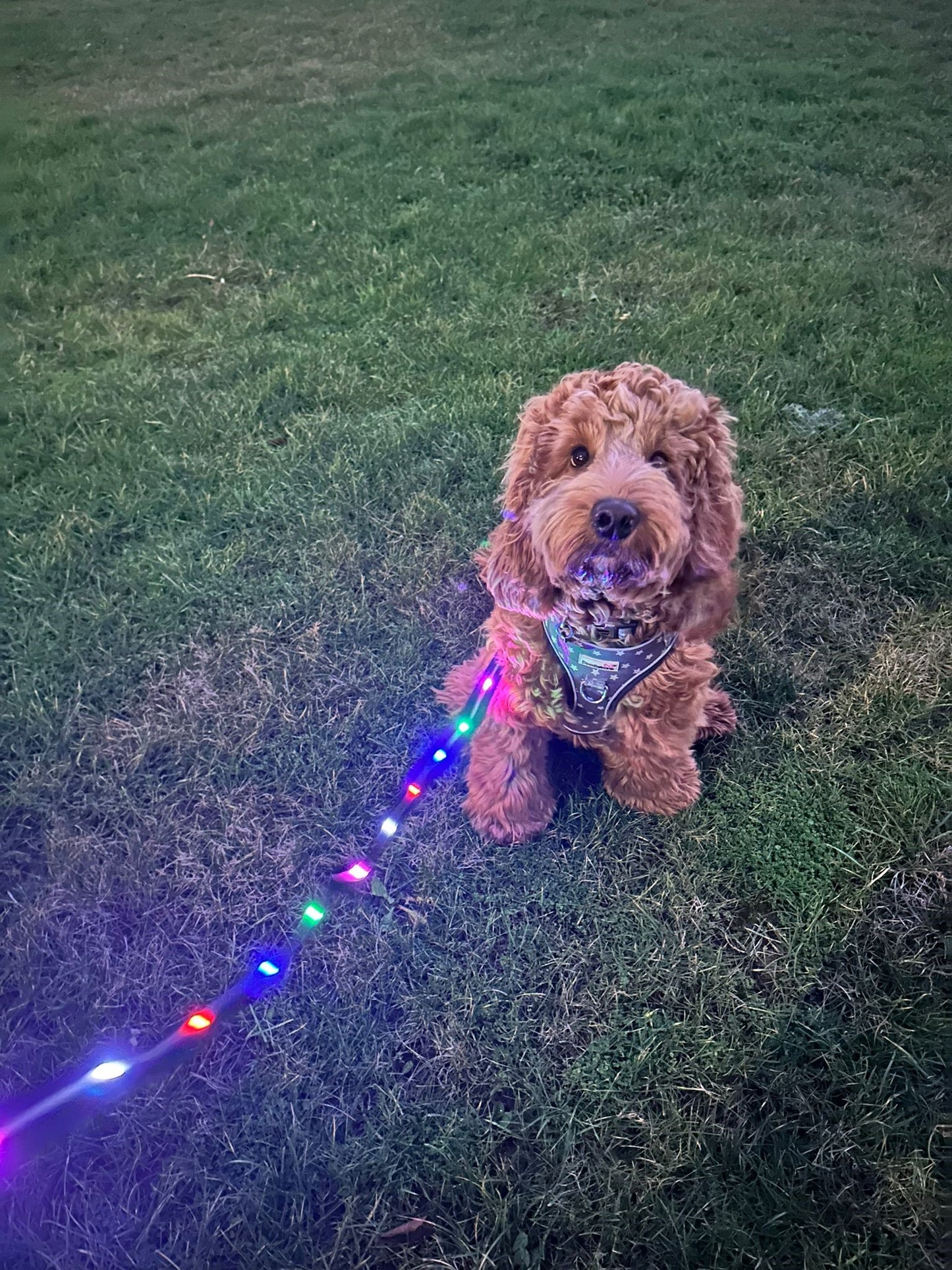 Doodlebone® LED Light Up Lead