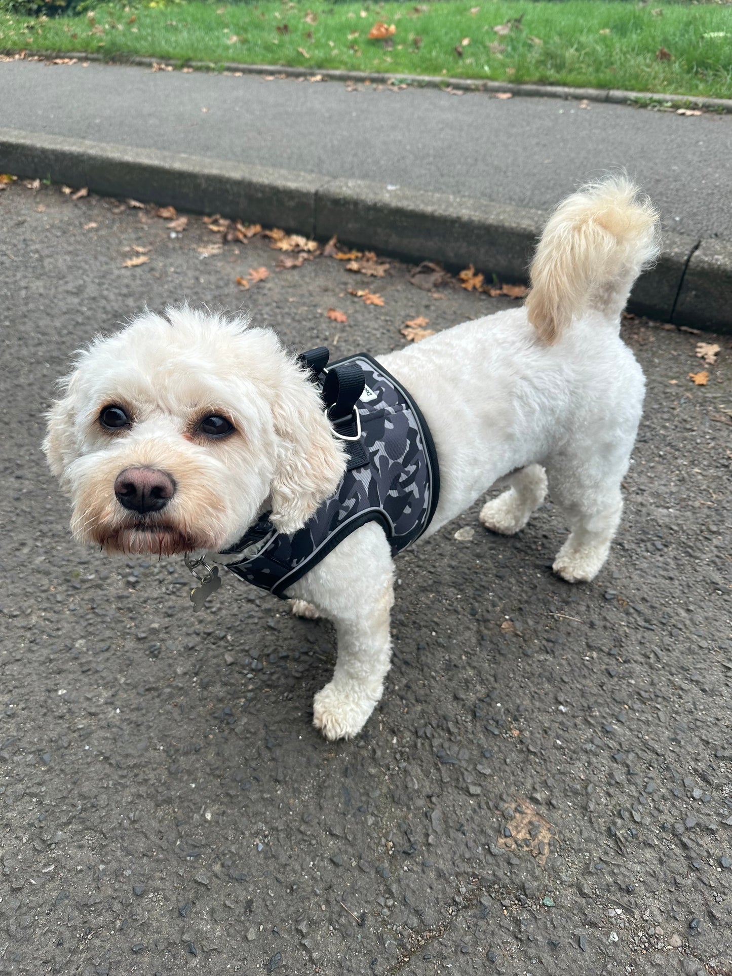Doodlebone® Snappy Harness