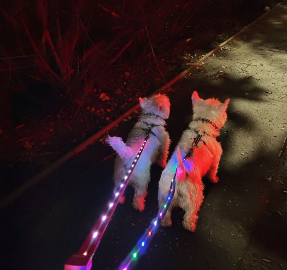 Doodlebone® LED Light Up Lead