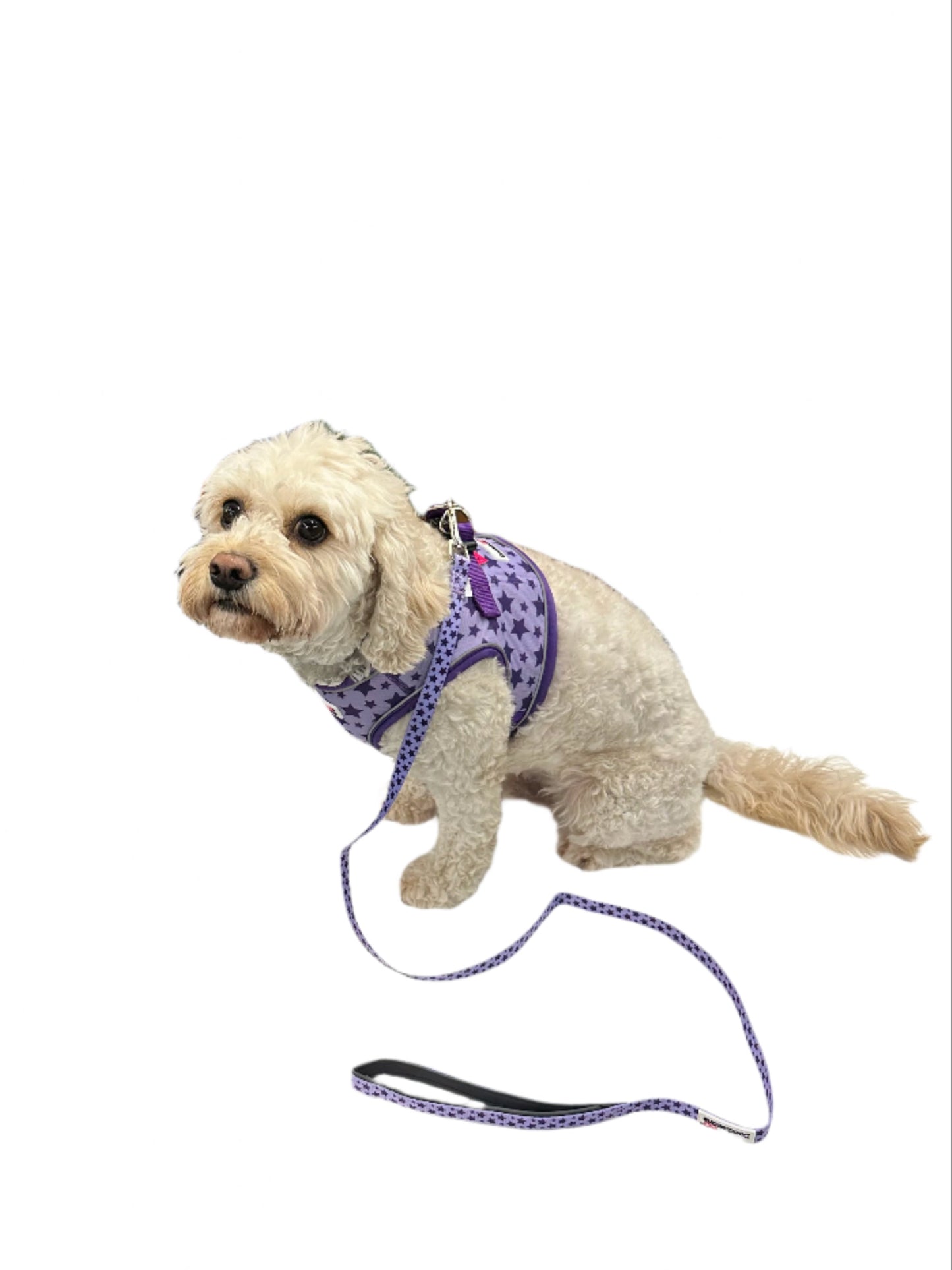 ❤️Harness The Love❤️ - Valentines Violet Stars Doodlebone® Snappy Harness, Lead and FREE Collar Bundle
